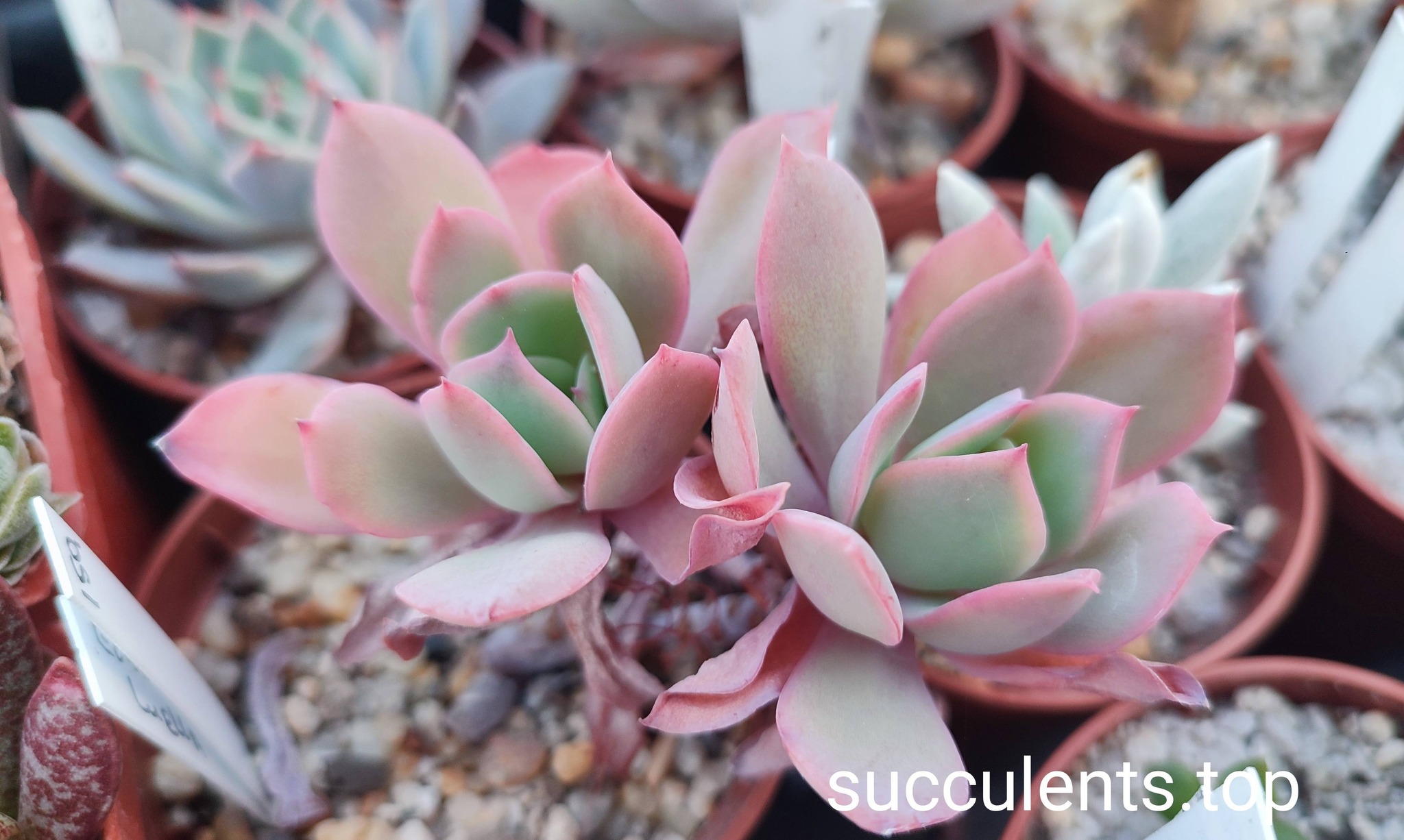 echeveria luella