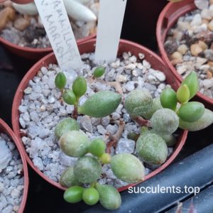 Adromischus Mammillaria Marlotii