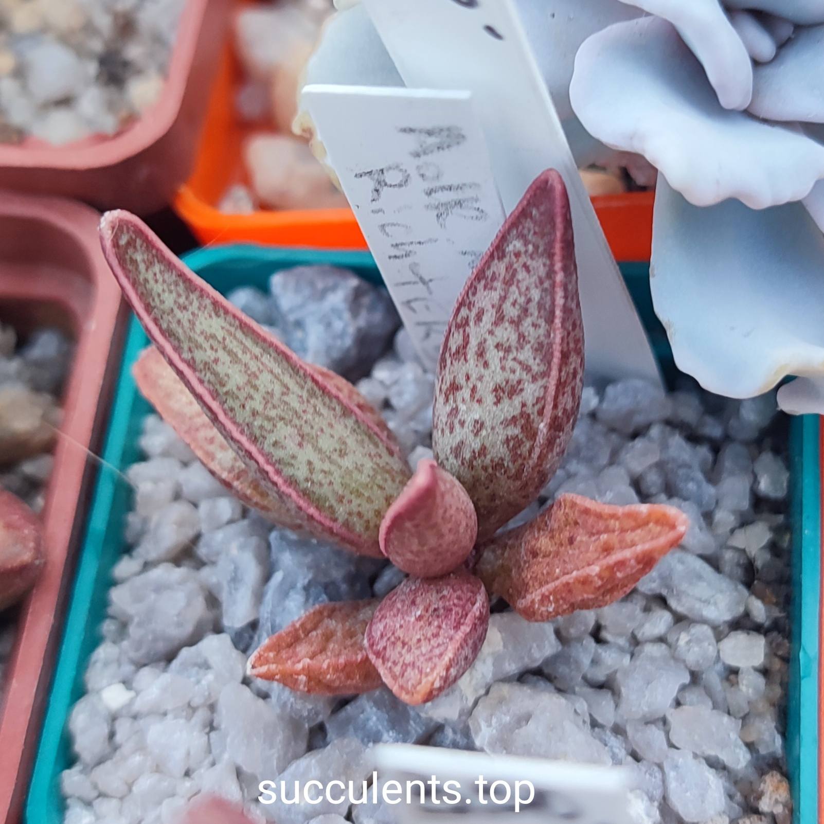 Adromischus marianiae Richtersveld