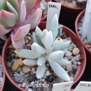 senecio haworthii
