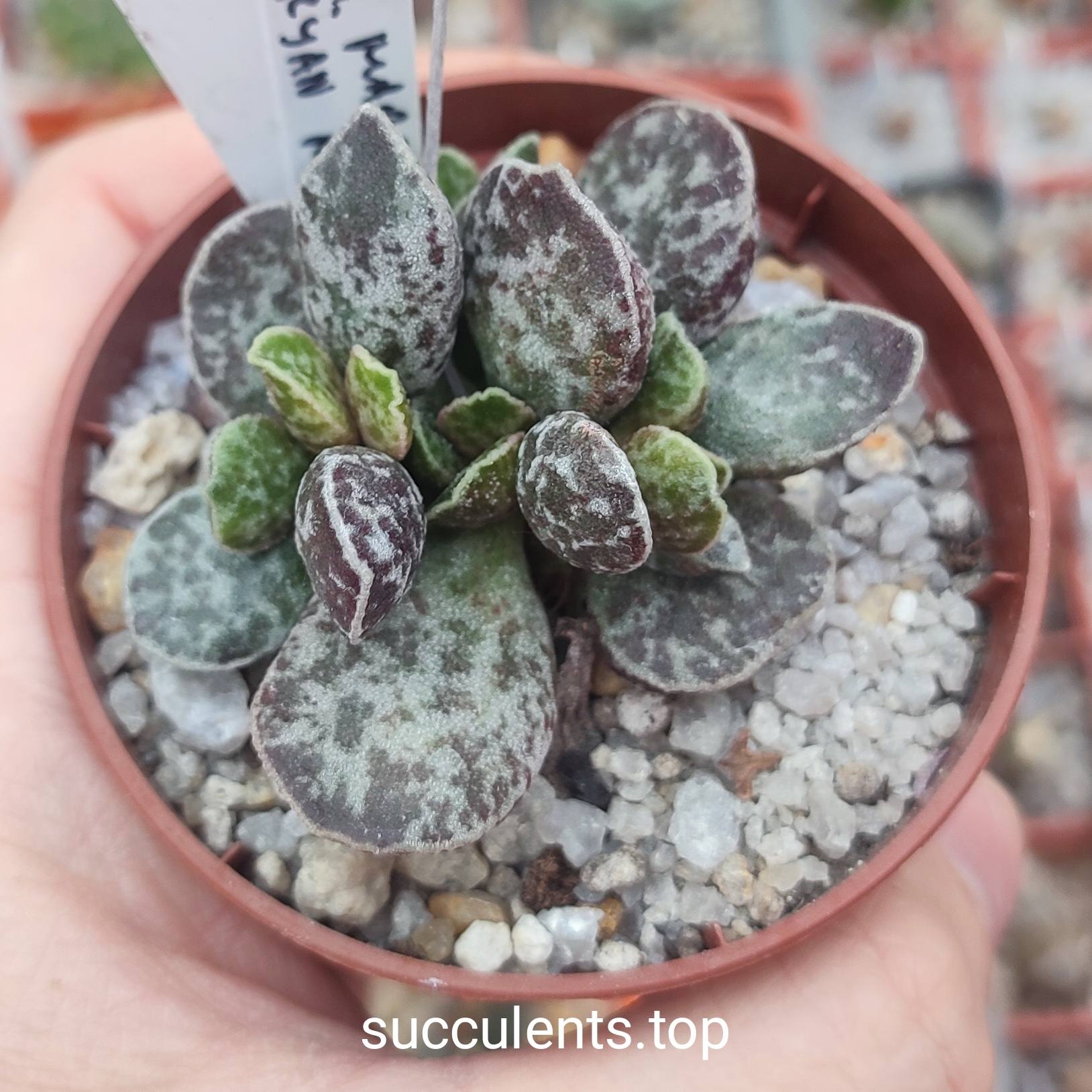 adromischus marianiae Bryan Makin