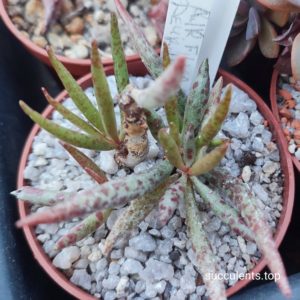 adromischuas fillicaulis