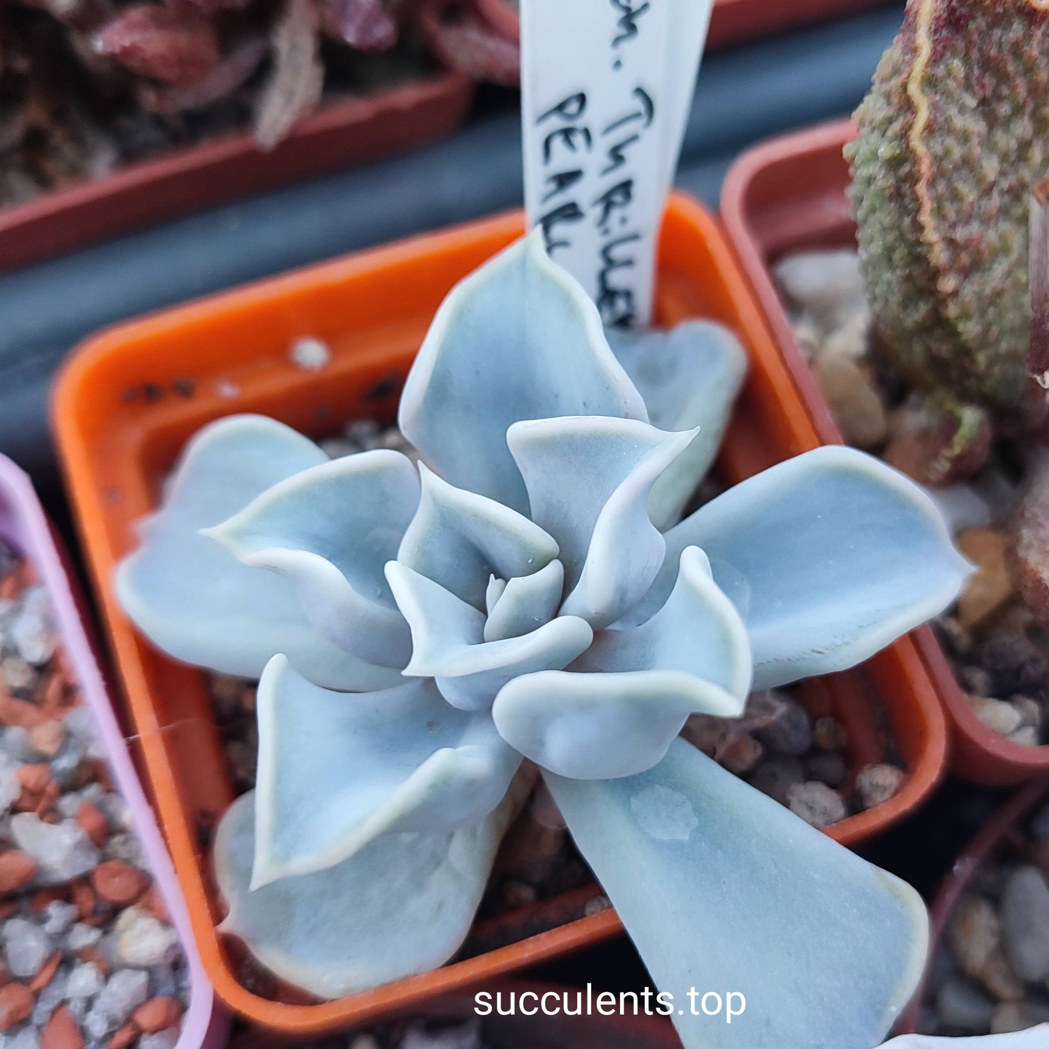 echeveria thriller pearl