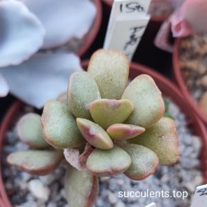 adromischus sp