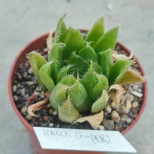 haworthia cooperi