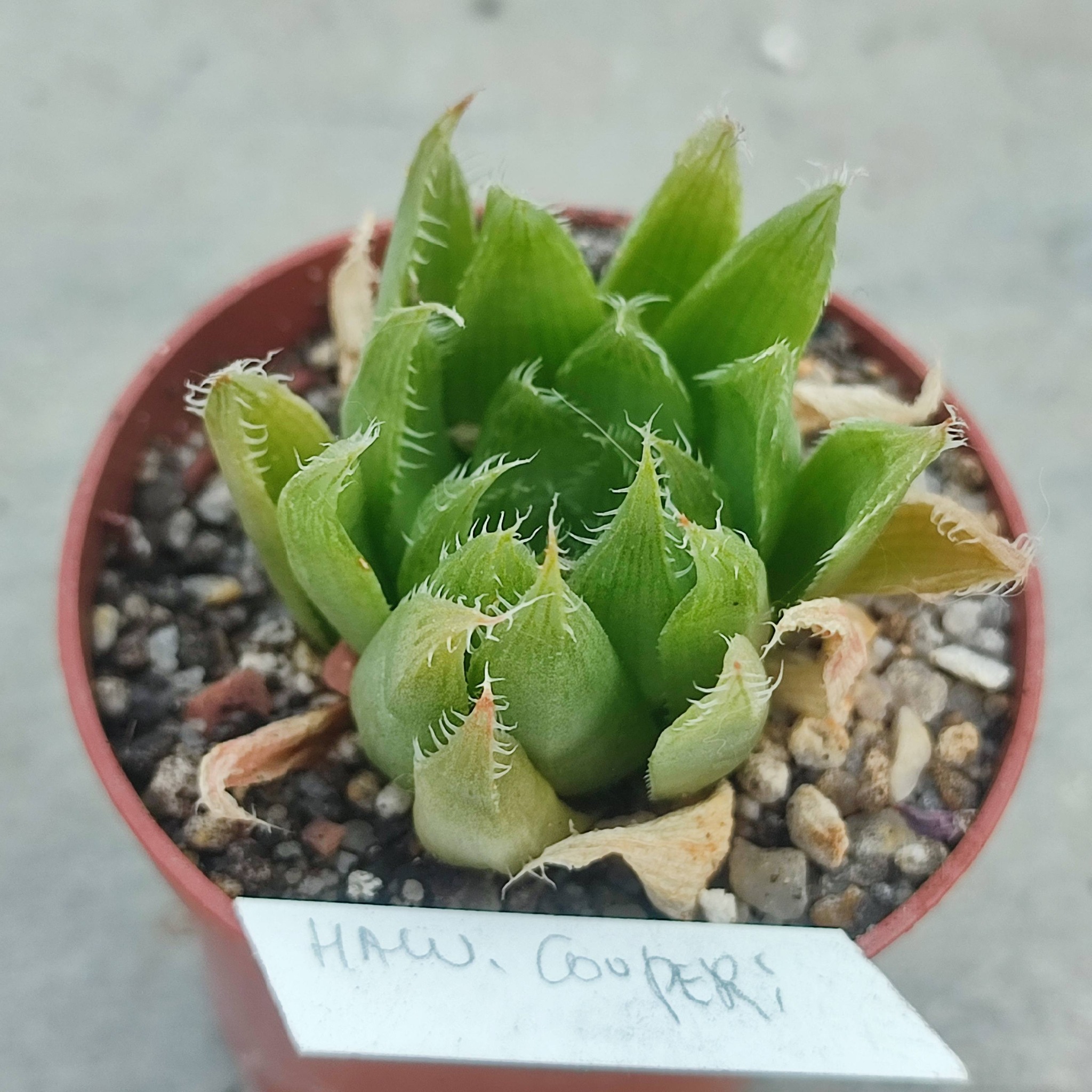 haworthia cooperi