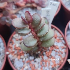 Adromischus schuldtianus