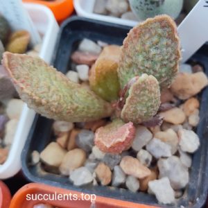 adromischus marianiae hybrid