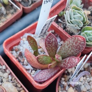 Adromischus trigynus