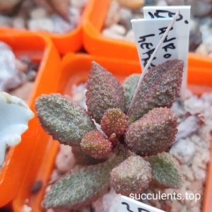 asromischus marianiae herrei