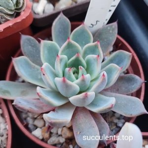 echeveria La joya