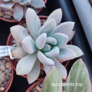 graptoveria moonglow