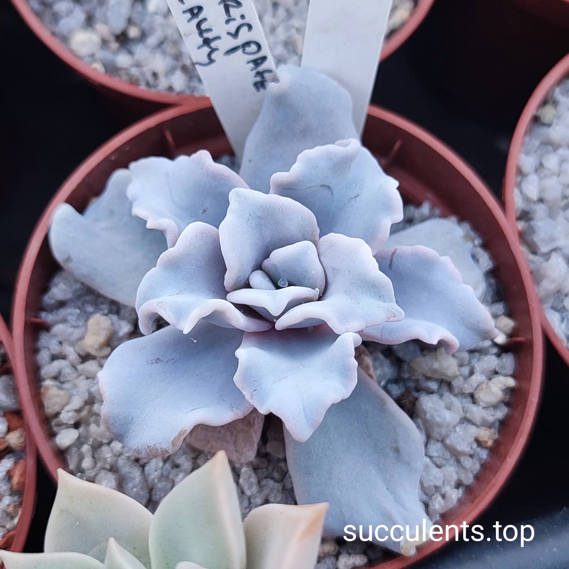echeveria crispate beauty