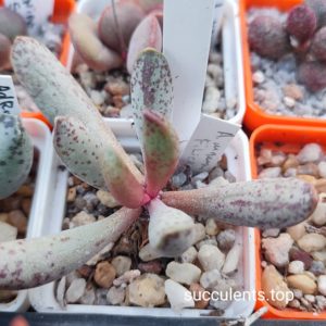 adromischus mammillaris
