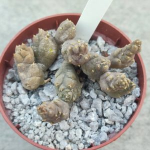 stapelia sp