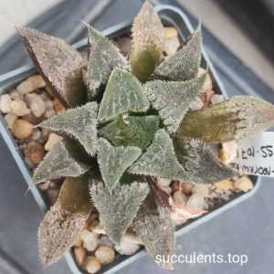 haworthia selection