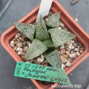 haworthia emelyae GM267