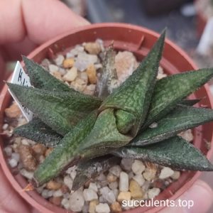 haworthia limifolia hybrid