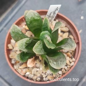 haworthia truncata hybrid