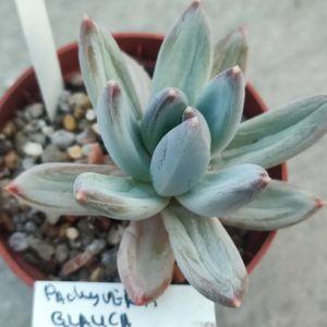 pachyveria glauca