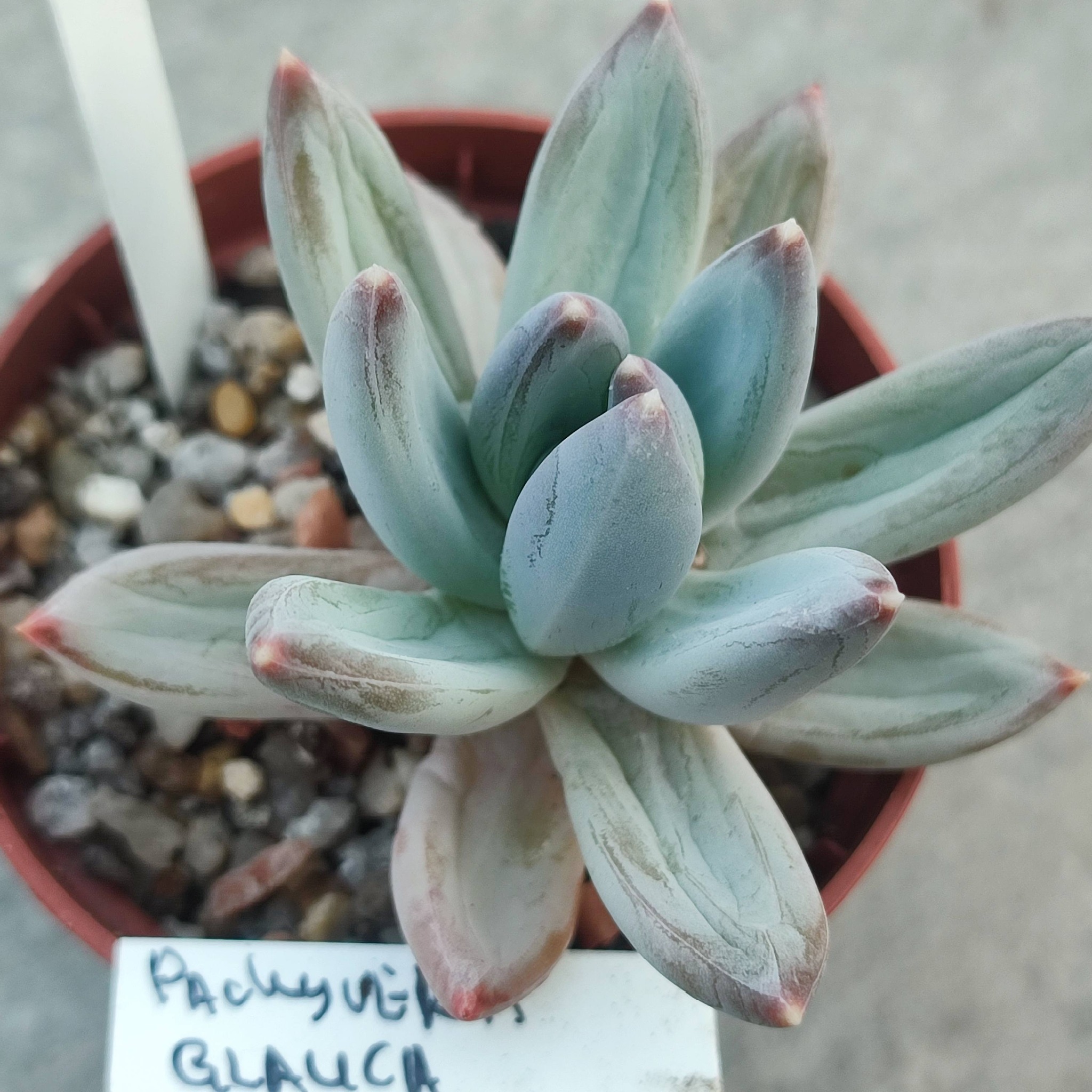 pachyveria glauca