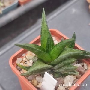 Haworthia nigra x scabra X haw