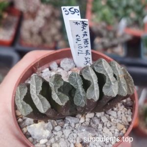haworthia truncata selection