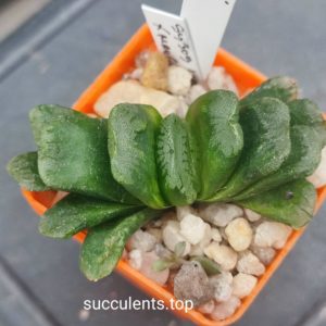 haworthia truncata hybrid