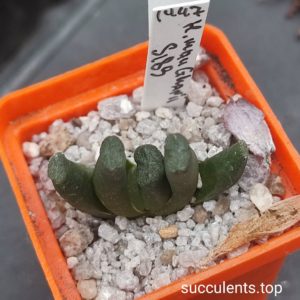 haworthia maughanii S189