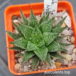 haworthia nor6