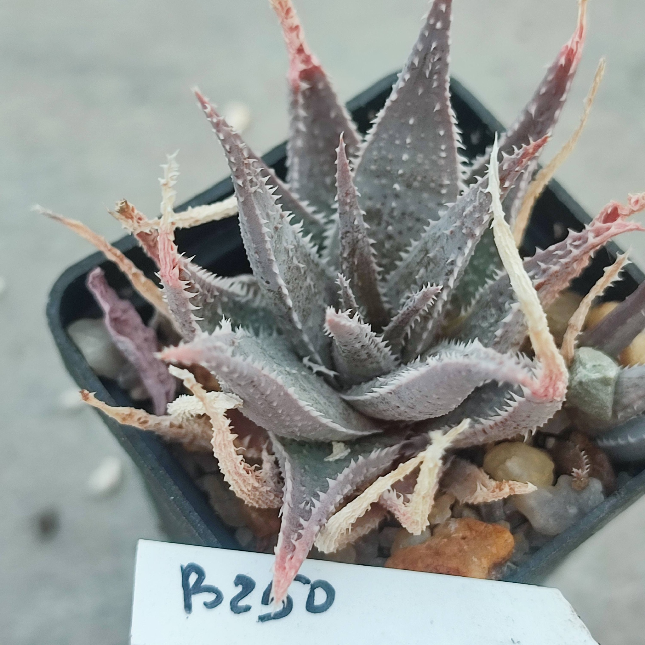 aloe parvula hybrid