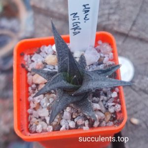 haworthia nigra
