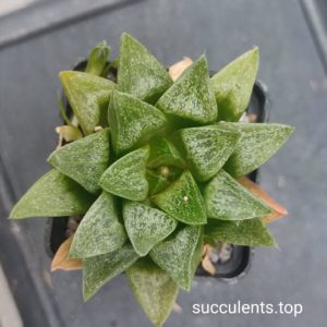 haworthia turgida v suberecta