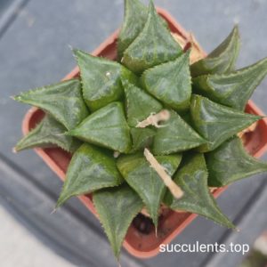 haworthia mirabilis