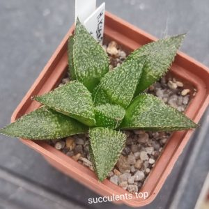 haworthia kegazato x splendens x haw
