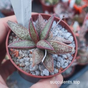 Adromischus marianiae Richtersveld