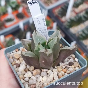 haworthia Ice City