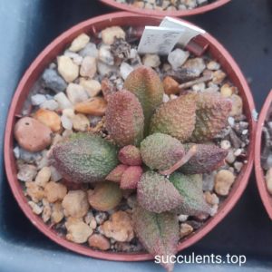 adromischus marianiae herrei