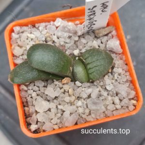 haworthia springbokvlakensis