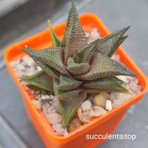 haworthia limifolia x scabra