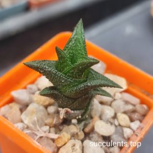 haworthia nigra