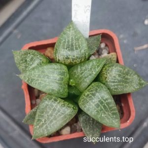 haworthia emelyae S309