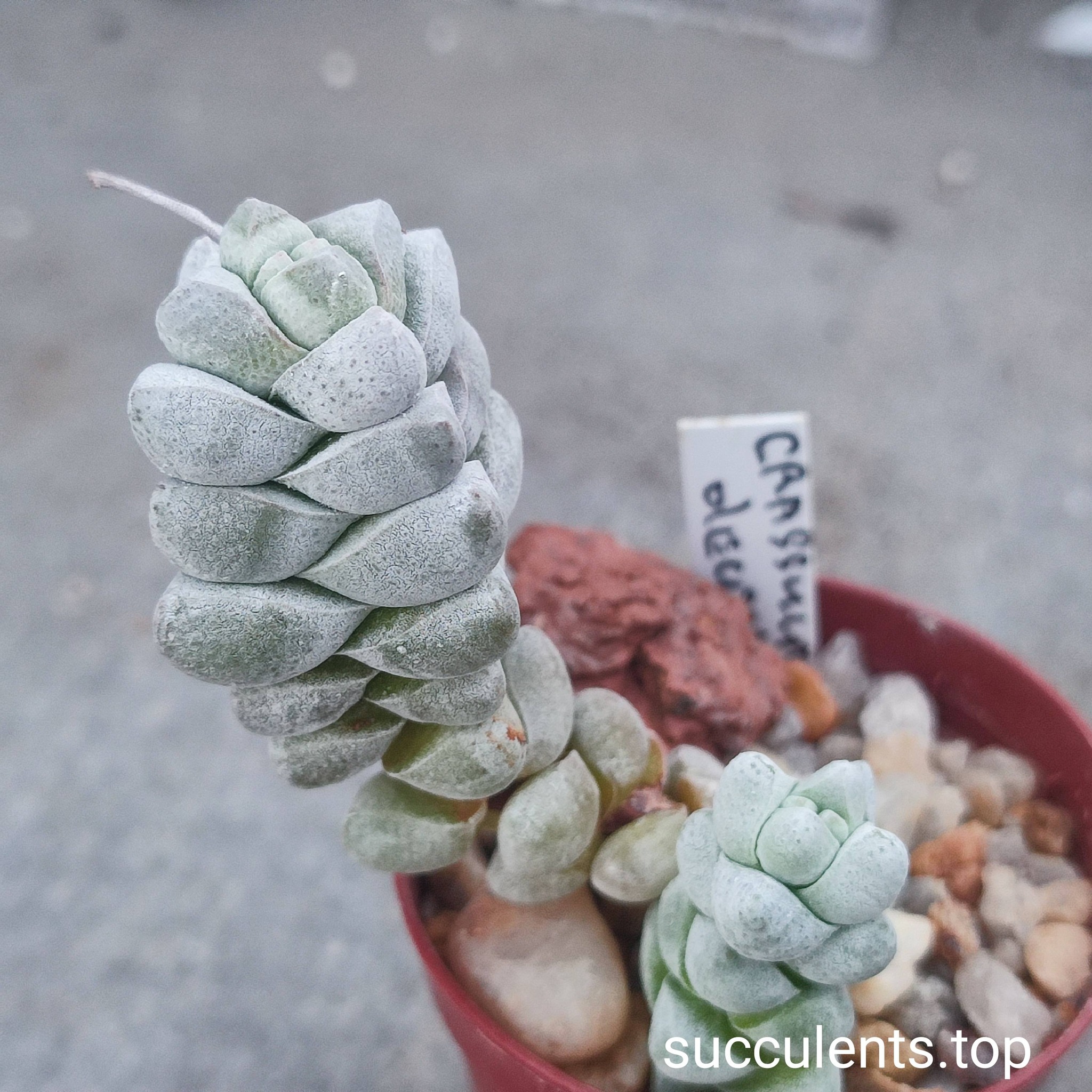 crassula deceptor