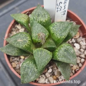 haworthia comptoniana S22