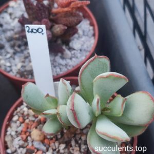 cotyledon chocoline