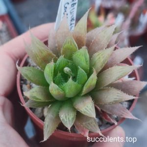 haworthia cooperi leingtonii