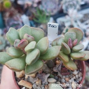 adromischus shuldtianus