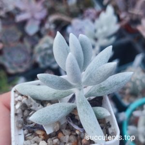 senecio haworthii