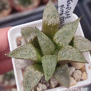 haworthia picta