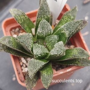 haworthia selection